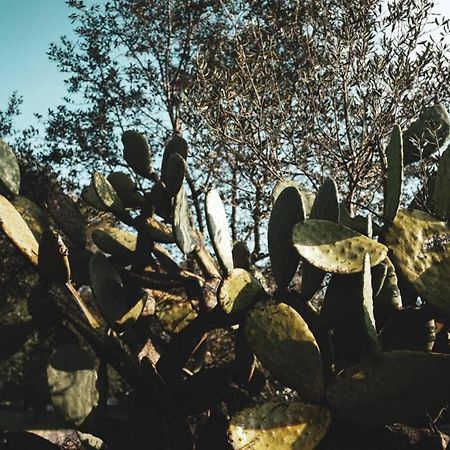 Tenuta Trullo Acquaro 오스투니 외부 사진