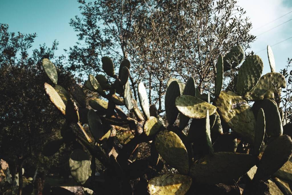 Tenuta Trullo Acquaro 오스투니 외부 사진